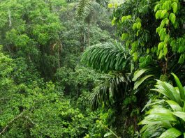 Amazon Rainforest Air Pollution Health Fitness India