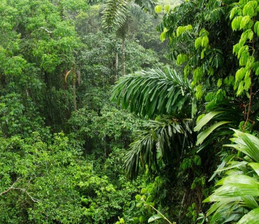 Amazon Rainforest Air Pollution Health Fitness India